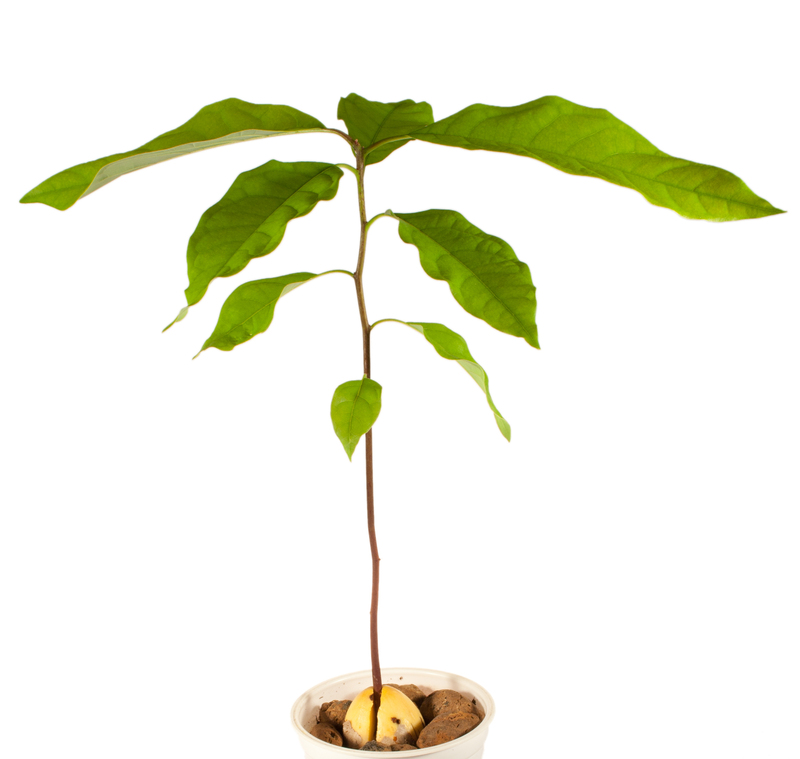 hedge trimming hedge pruning