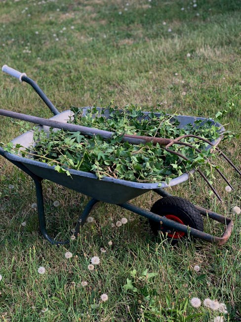 Gardeners Stanmore same day garden clearance HA7
